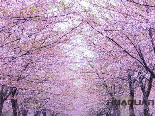 華全發(fā)電機組：這個春天不寂寞！剛看完櫻花怒放，新疆又放大招，預(yù)將百萬畝沙漠變綠洲