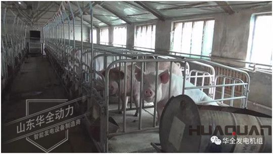 養(yǎng)豬發(fā)了家，卻把全村搞臭了！沒(méi)想到“它”能一箭雙雕（華全整理）