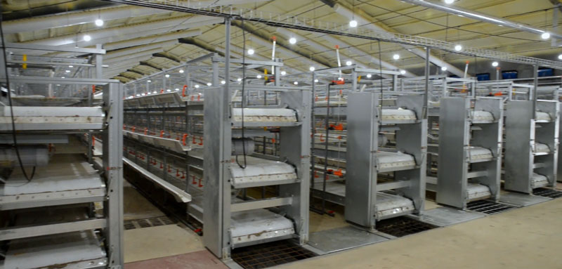 華全官網(wǎng)丨保供電，守安全！華全1000千瓦發(fā)電機(jī)組助力養(yǎng)殖企業(yè)高質(zhì)量發(fā)展